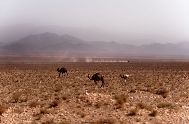 Camelino-truck-dust_2